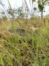 Green grass that is piled up with teak leaves is widely scattered in the village of Dander Indonesia