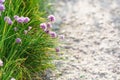 Green grass and pink chives flowers on roadside Royalty Free Stock Photo