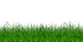 Green Grass Plant Cartoon Vector Ilustration for your design