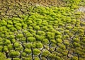 Green grass plant on cracked earth Royalty Free Stock Photo