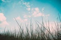 green of grass plant and sky background Royalty Free Stock Photo