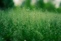 Green grass, plants on the background of a beautiful summer