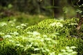 Green plants and grass on the bump in the forest Royalty Free Stock Photo