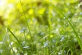 Green grass, plants and flowers on meadow close up, macro in sunlight. Abstract blurred nature background Royalty Free Stock Photo