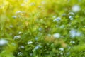 Green grass, plants and flowers on meadow close up, macro in sunlight with bokeh Royalty Free Stock Photo