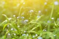 Green grass, plants and flowers on meadow close up, macro in sunlight . Abstract blurred nature background Royalty Free Stock Photo