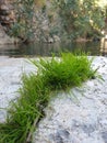 Green grass plants growth in cracks