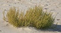 Green grass plants on the yellow sands of the beach closeups. Green grass and yellow sand. Royalty Free Stock Photo