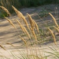 Green grass plants on the yellow sands of the beach closeups. Green grass and yellow sand. Royalty Free Stock Photo