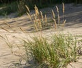 Green grass plants on the yellow sands of the beach closeups. Green grass and yellow sand. Royalty Free Stock Photo