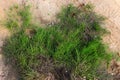 Green grass plants on the yellow sands of the beach closeups. Green grass and yellow sand Royalty Free Stock Photo