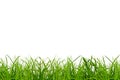 a green grass on a png background