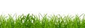 a green grass on a png background