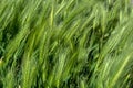 Nature\'s Canvas: Creative Abstract Texture of Green Grass Poaceae