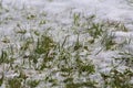 Green grass poking up through a thin layer of ice after an ice storm in the spring in Wisconsin