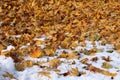 Green grass poking through a thin layer of snow that is covered in orange, yellow and brown fall leaves after an early autumn snow