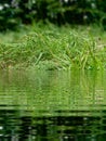 Green Grass Pond Abstract Creative Background