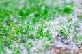 Green grass in poplar fluff Royalty Free Stock Photo