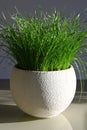Green grass in a pot lit by the sun Royalty Free Stock Photo