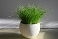 Green grass in a pot lit by the sun Royalty Free Stock Photo