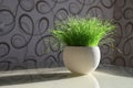 Green grass in a pot lit by the sun Royalty Free Stock Photo