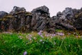 Green grass and purple flowers on the background of rocks in the summer national park of Iceland