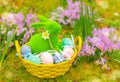green grass rabbit in basket with colorful eggs on meadow with first crocus flowers. Easter symbol, decor, bunny figure Royalty Free Stock Photo