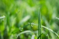 Green grass with rain drops in morning daylight