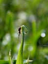 Grass , drop and spider