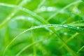 Green grass after rain with water droops, macro nature background Royalty Free Stock Photo