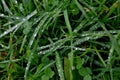 Green grass with raindrops close - up Drops of dew on the green grass. Raindrops on green leaves Royalty Free Stock Photo