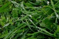 Green grass with raindrops close - up Drops of dew on the green grass. Raindrops on green leaves Royalty Free Stock Photo