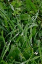 Green grass with raindrops close - up Drops of dew on the green grass. Raindrops on green leaves Royalty Free Stock Photo