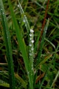 Green grass with raindrops close - up Drops of dew on the green grass. Raindrops on green leaves Royalty Free Stock Photo