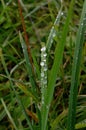 Green grass with raindrops close - up Drops of dew on the green grass. Raindrops on green leaves Royalty Free Stock Photo