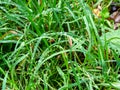 Green grass with raindrops on lawn in autumn rain Royalty Free Stock Photo