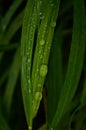 Green grass, raindrops Royalty Free Stock Photo