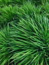 Green grass with raindrops . Spring texture