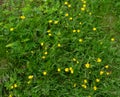 Green grass with ranunculus flowers. close photo. Background with yellow and green plants.