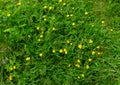 Green grass with ranunculus flowers. close photo. Background with yellow and green plants.