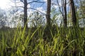 Green grass in the rays of the sun, against the background of birches and blue sky with clouds, in the countryside