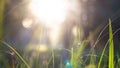 Green grass in the rays of sunlight, glare, natural background. Royalty Free Stock Photo