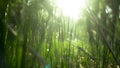 Green grass in the rays of sunlight, glare, natural background. Royalty Free Stock Photo
