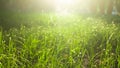Green grass in the rays of sunlight, glare, natural background. Royalty Free Stock Photo