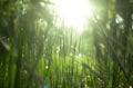 Green grass in the rays of sunlight, glare, natural background. Royalty Free Stock Photo