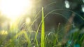 Green grass in the rays of sunlight, glare, natural background Royalty Free Stock Photo