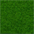 Green grass realistic textured background isolate white background, vector illustration
