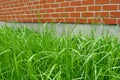 Green grass and red brick wall Royalty Free Stock Photo