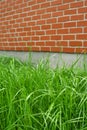 Green grass and red brick wall Royalty Free Stock Photo