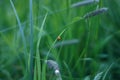 Green grass and Red ladybag Royalty Free Stock Photo